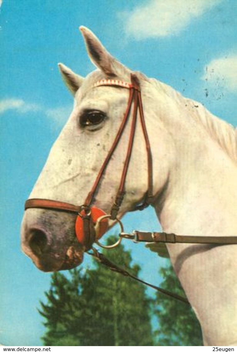 HORSES / PFERDE / CHEVAUX /    POSTCARD  USED     ( H  4657 ) - Pferde