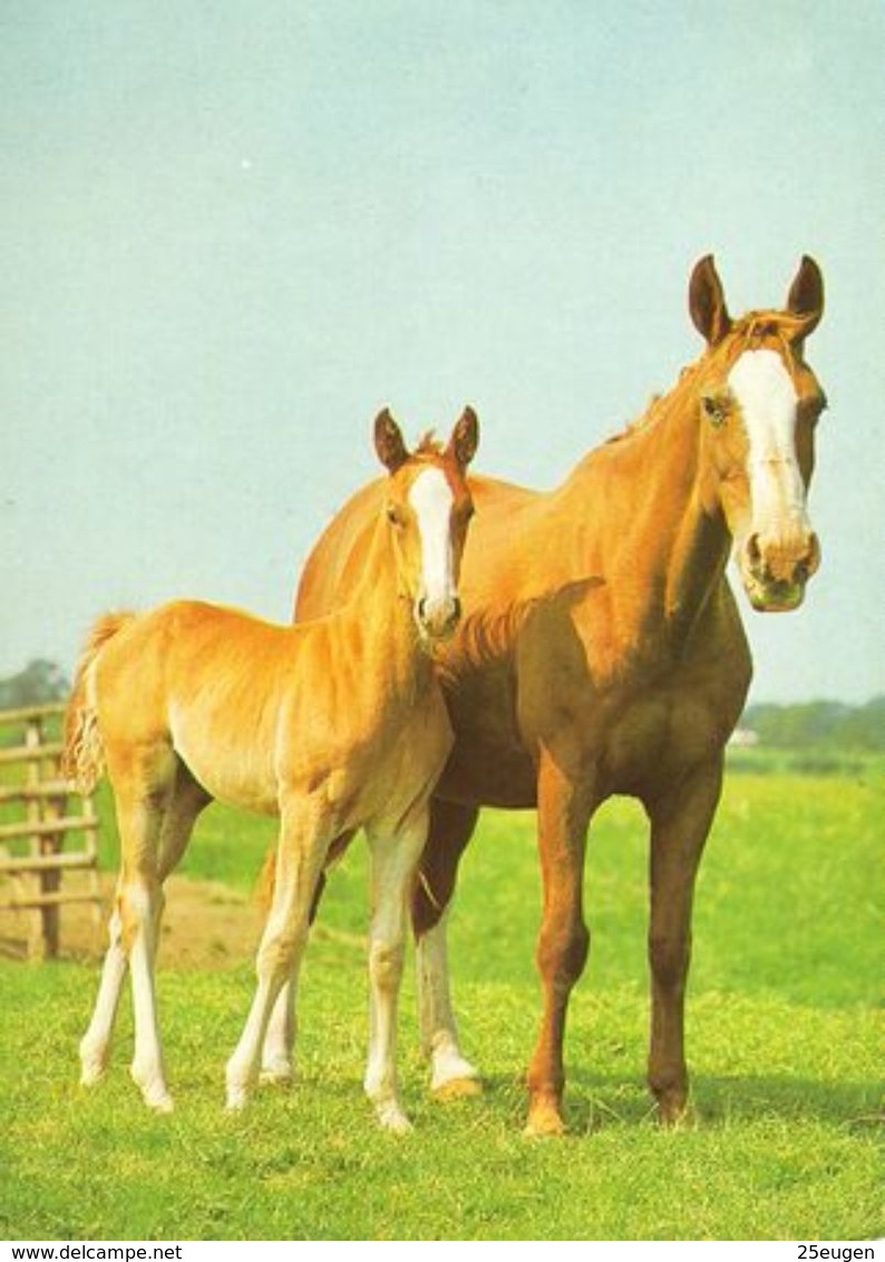 HORSES / PFERDE / CHEVAUX /    POSTCARD  USED     ( H  4663 ) - Pferde