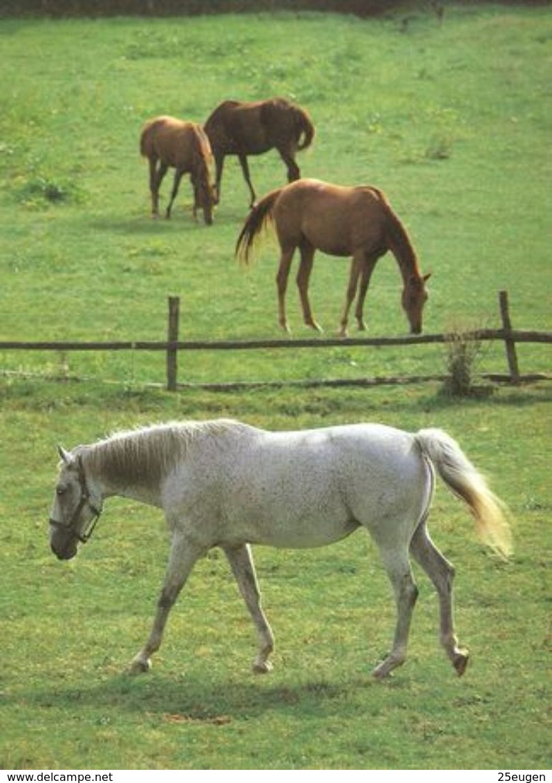 HORSES / PFERDE / CHEVAUX /    POSTCARD  UNUSED     ( H  4676 ) - Pferde