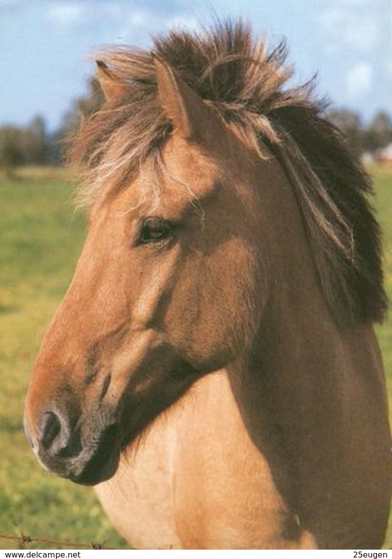 HORSES / PFERDE / CHEVAUX /    POSTCARD  UNUSED     ( H  4677 ) - Pferde