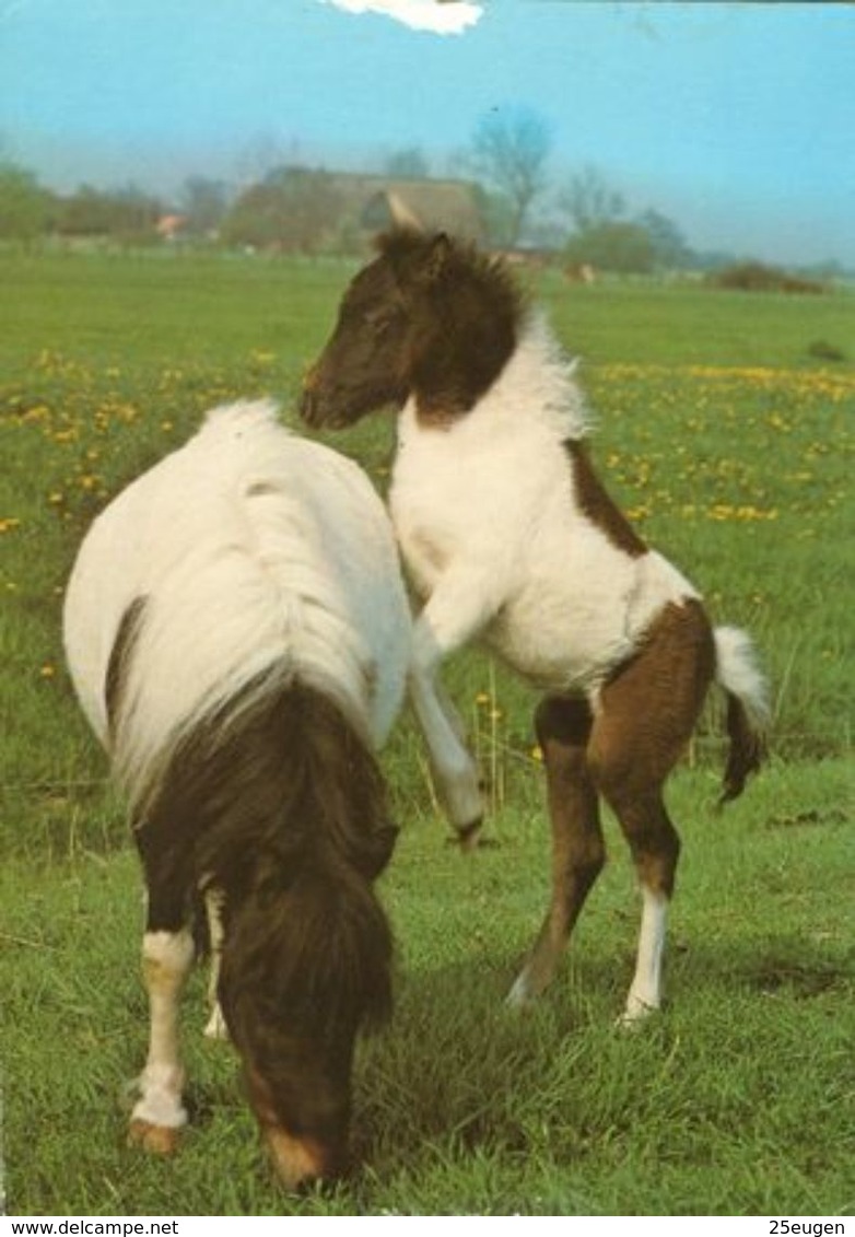HORSES / PFERDE / CHEVAUX /    POSTCARD  UNUSED     ( H  4682 ) - Pferde