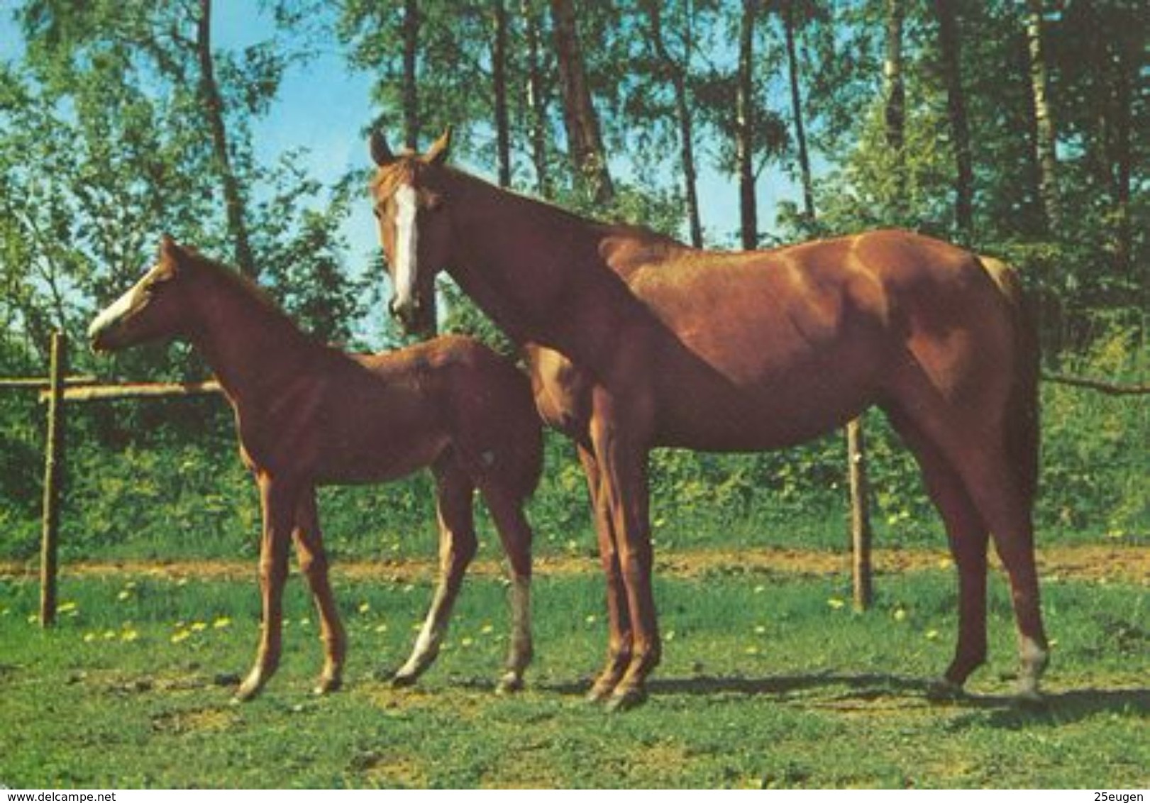 HORSES / PFERDE / CHEVAUX /    POSTCARD  UNUSED     ( H  4685 ) - Pferde