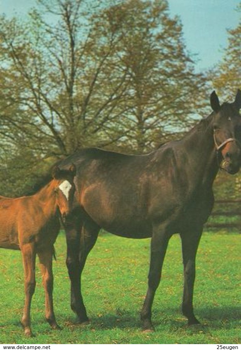 HORSES / PFERDE / CHEVAUX /    POSTCARD  UNUSED     ( H  4687 ) - Pferde