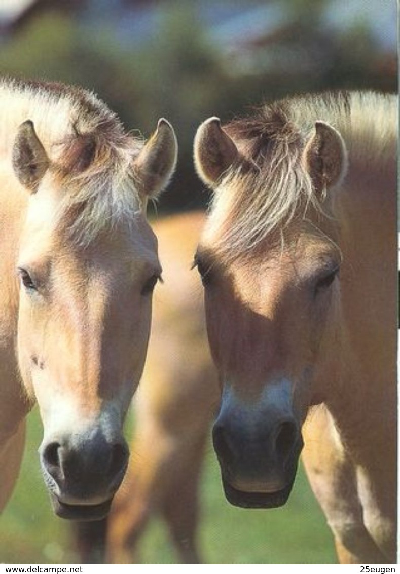 HORSES / PFERDE / CHEVAUX /    POSTCARD  UNUSED     ( H  4692 ) - Cavalli