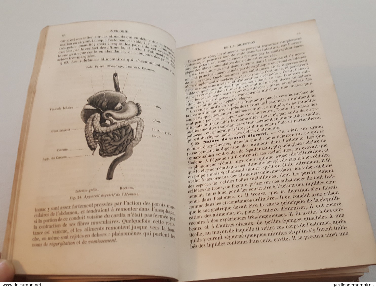 1855 Cours élémentaire D'histoire Naturelle, Zoologie Par Milne Edwards, 473 Figures - Nature