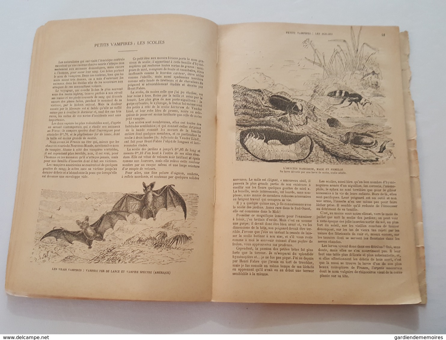 Croquis Entomologiques par le Chanoine Ch. de Labonnefon (La Rochelle), Notices sur Henri Fabre, dessins de l'auteur