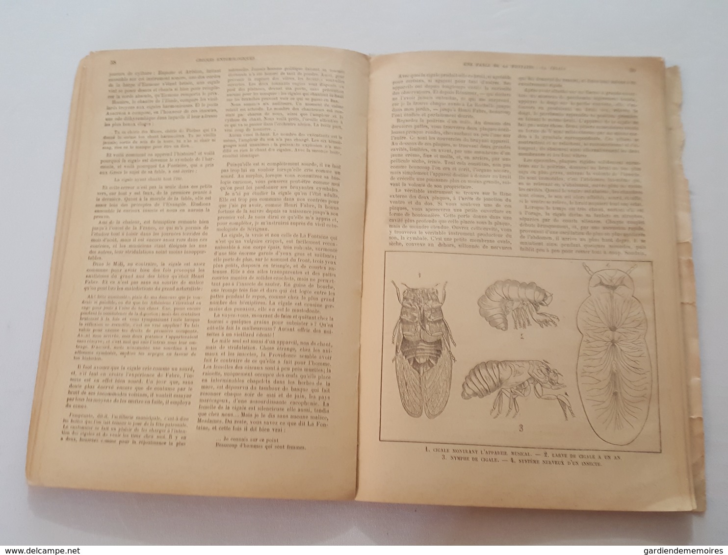 Croquis Entomologiques par le Chanoine Ch. de Labonnefon (La Rochelle), Notices sur Henri Fabre, dessins de l'auteur