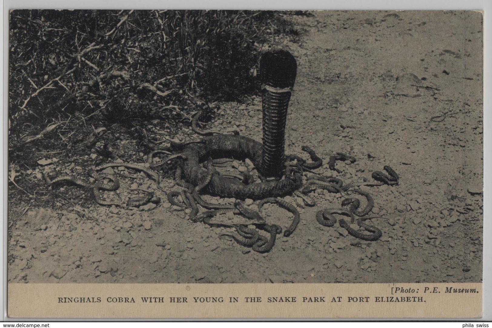 Ringhals Cobra With Her Young In The Snake Park At Port Elizabeth - Photo: P.E. Museum - Afrique Du Sud