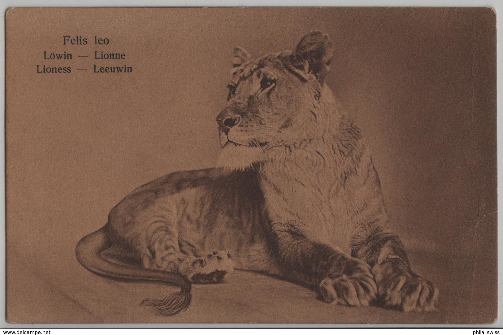 Felis Leo - Löwin Lionne Lioness Leeuwin - Lions