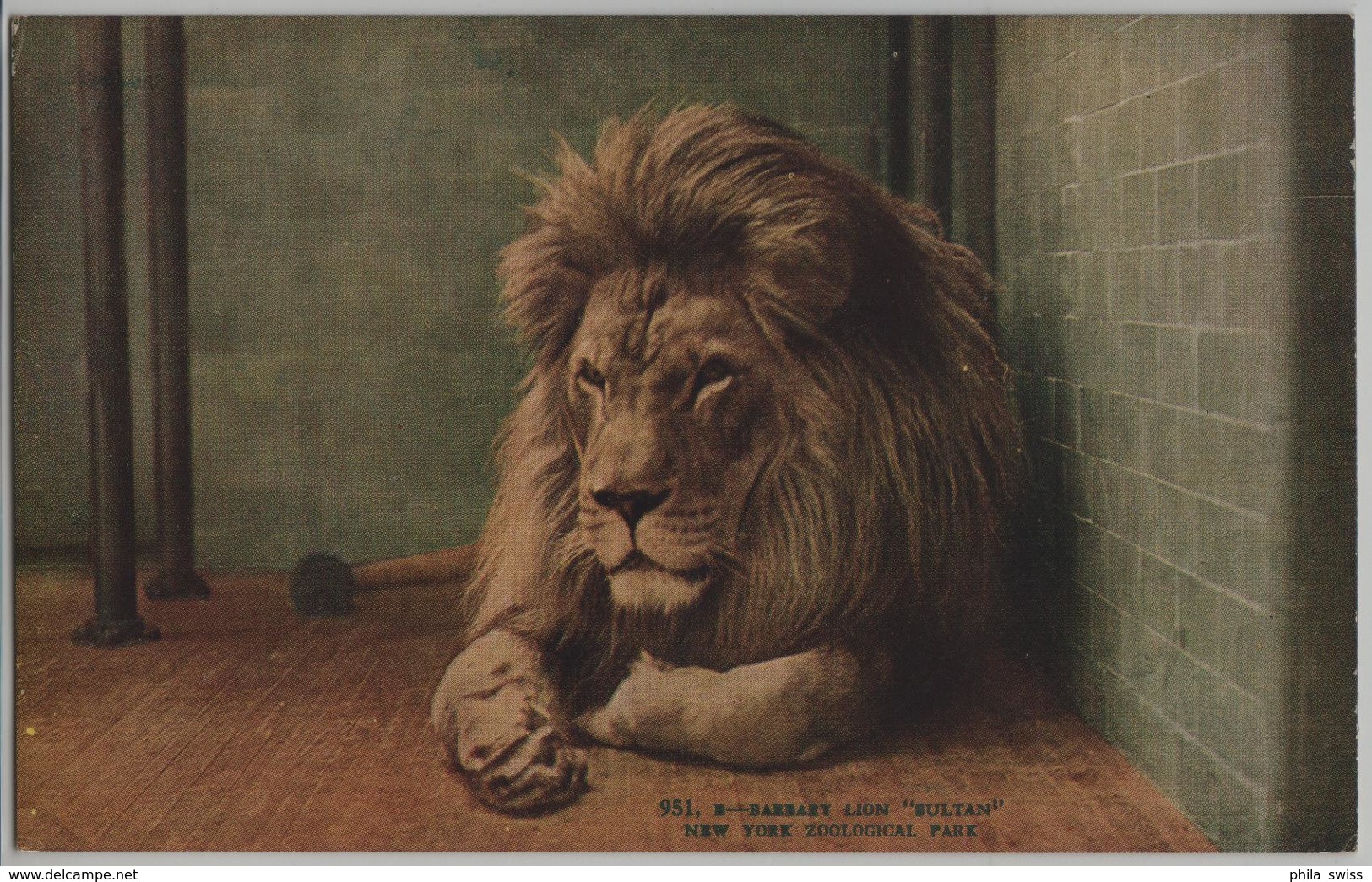 Barbary Lion "Sultan" New York Zoological Park - Lions