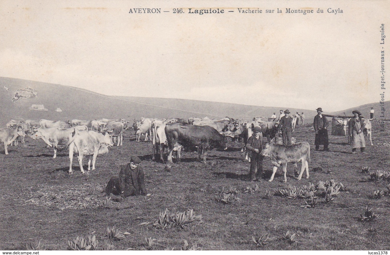 12 / LAGUIOLE / VACHERIE SUR LA MONTAGNE DU CAYLA / RARE - Laguiole