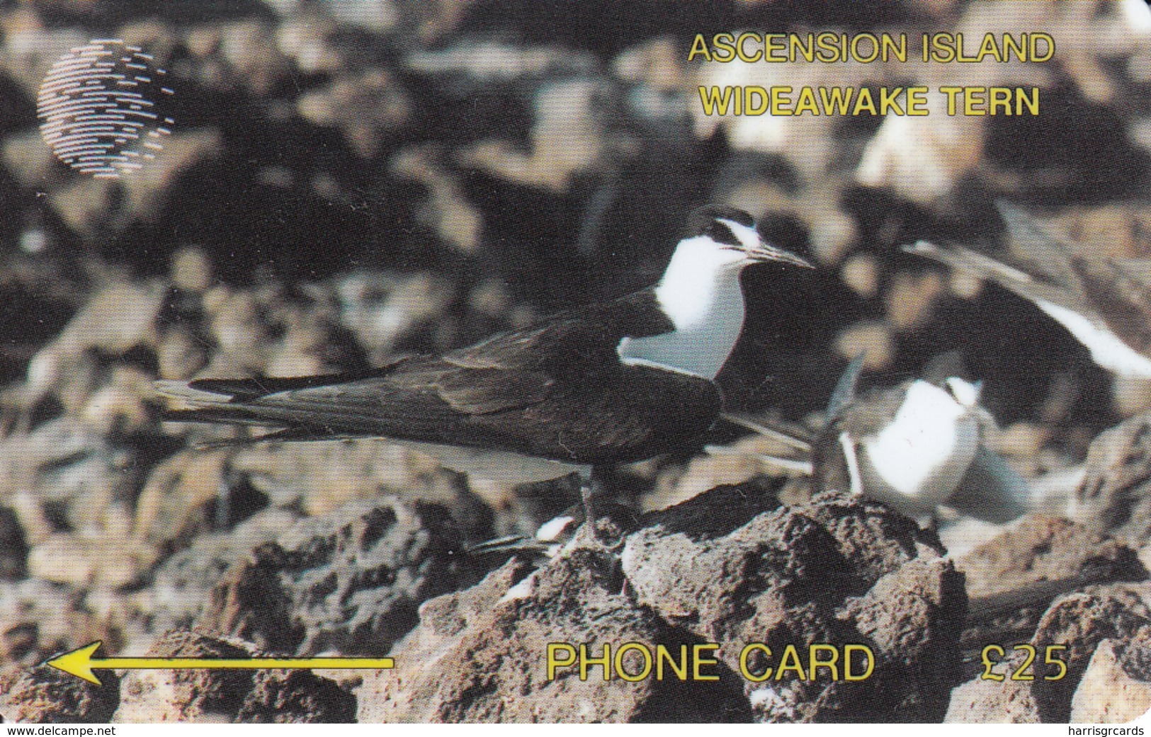 Ascension - Wideawake Tern, CN:3CASD, 4.600 Tirage ,used - Isole Ascensione