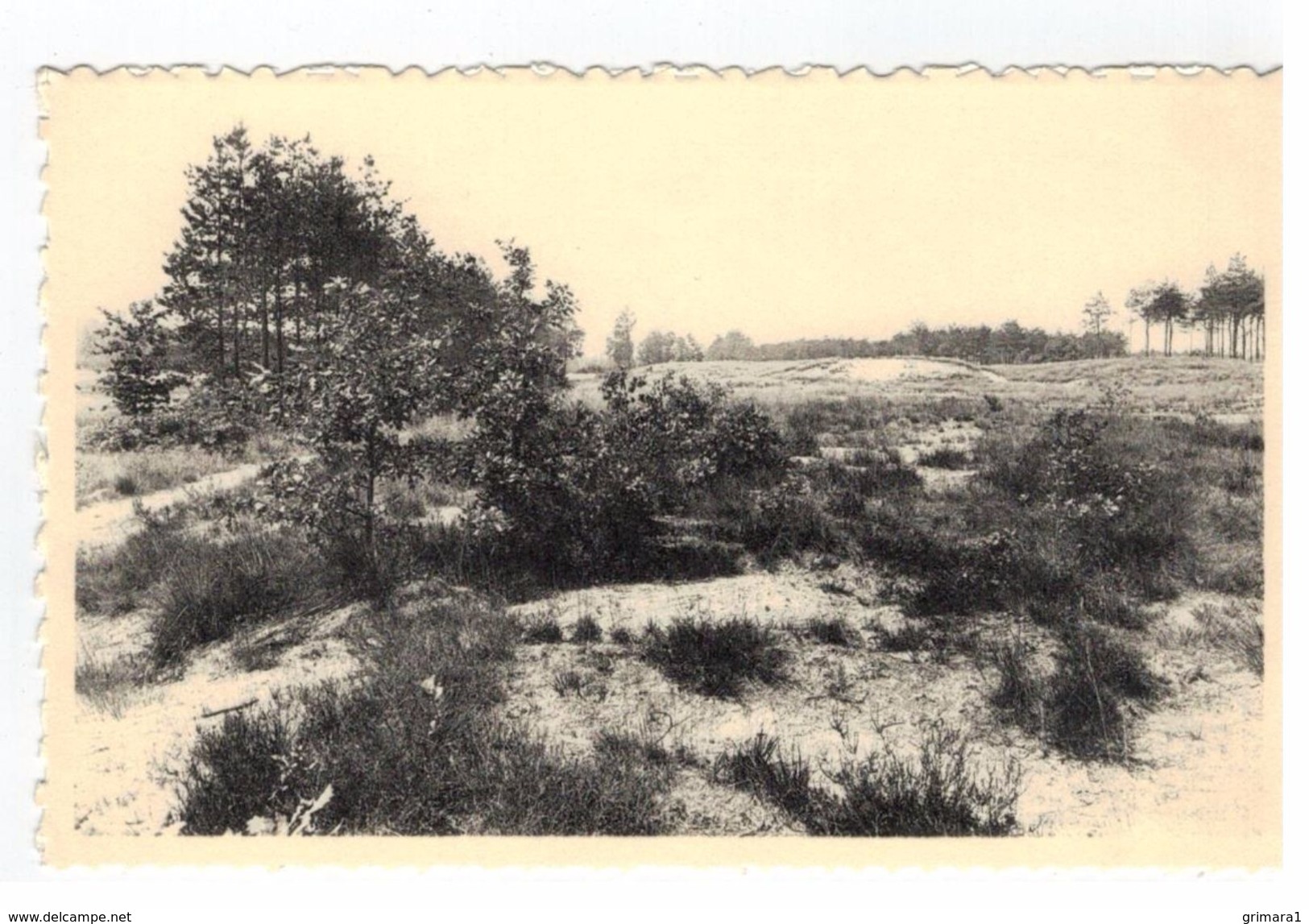 Keerbergen  Clairière Blonde.Blonde Plek In De Bossen - Keerbergen