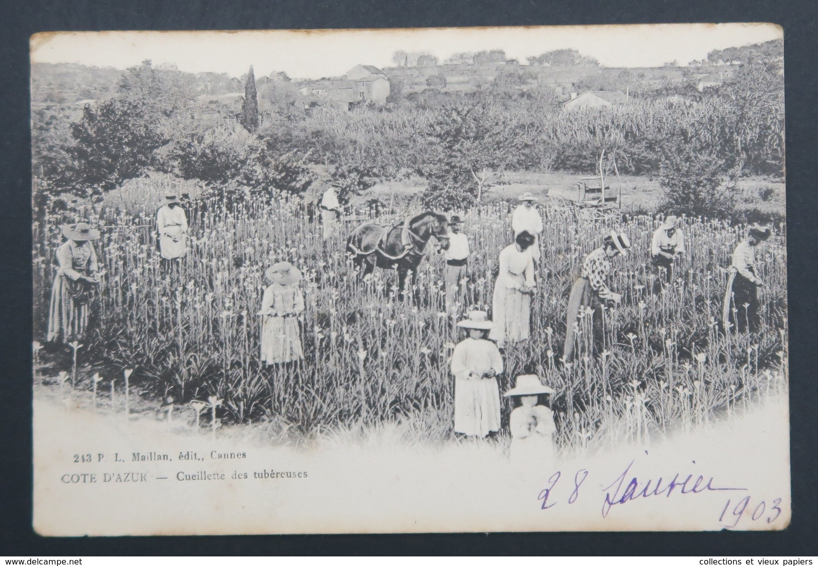 CPA - Carte Postale - COTE D'AZUR - Cueillette Des Tubéreuses - Cultures