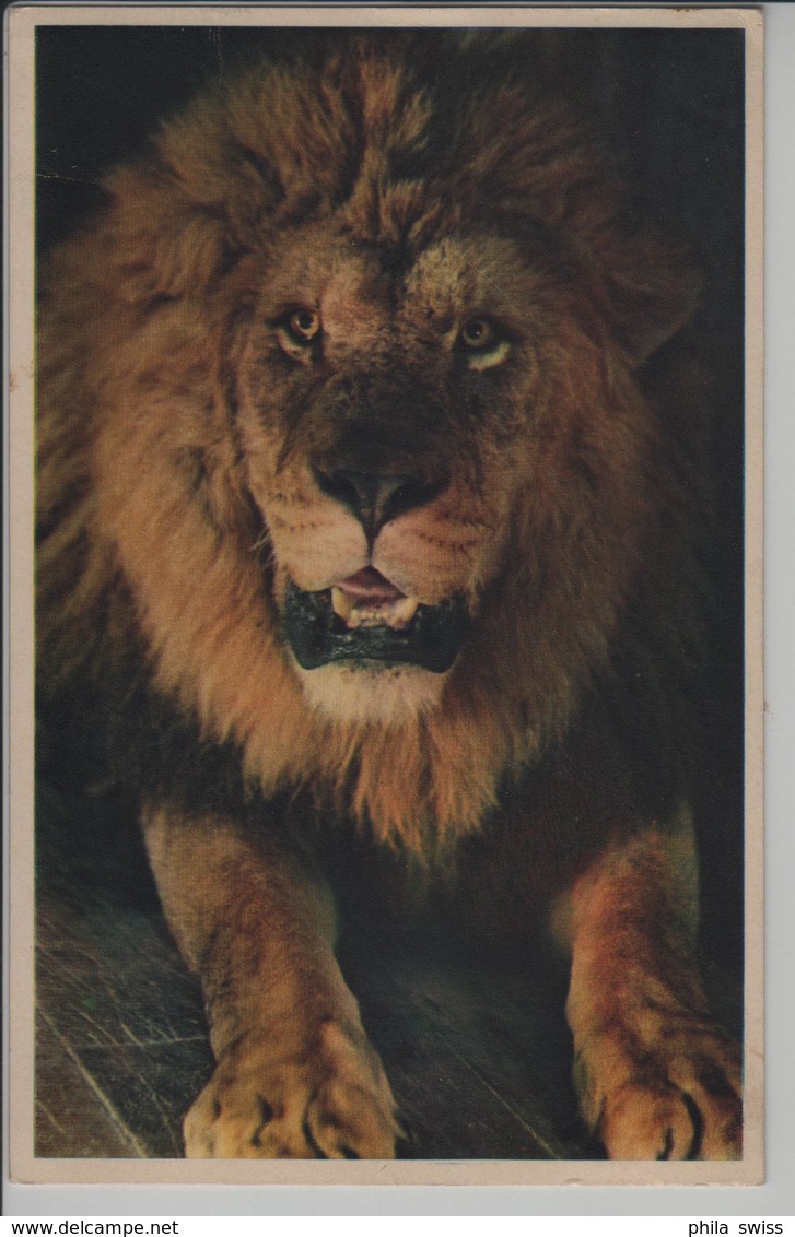 Le Lion Sultan Löwe - Parc Zoologique Du Bois De Vincennes Paris - Leeuwen