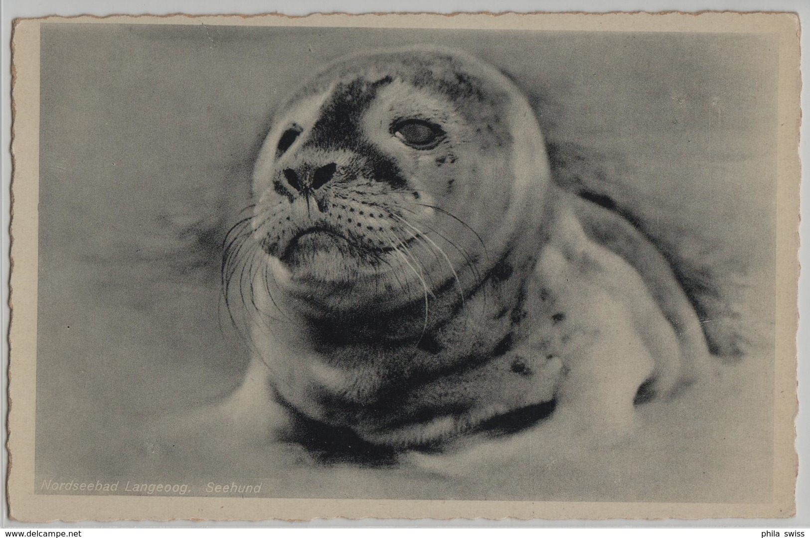 Nordseebad Langeoog - Seehund Seal - Photo: Oskar Meyer - Langeoog