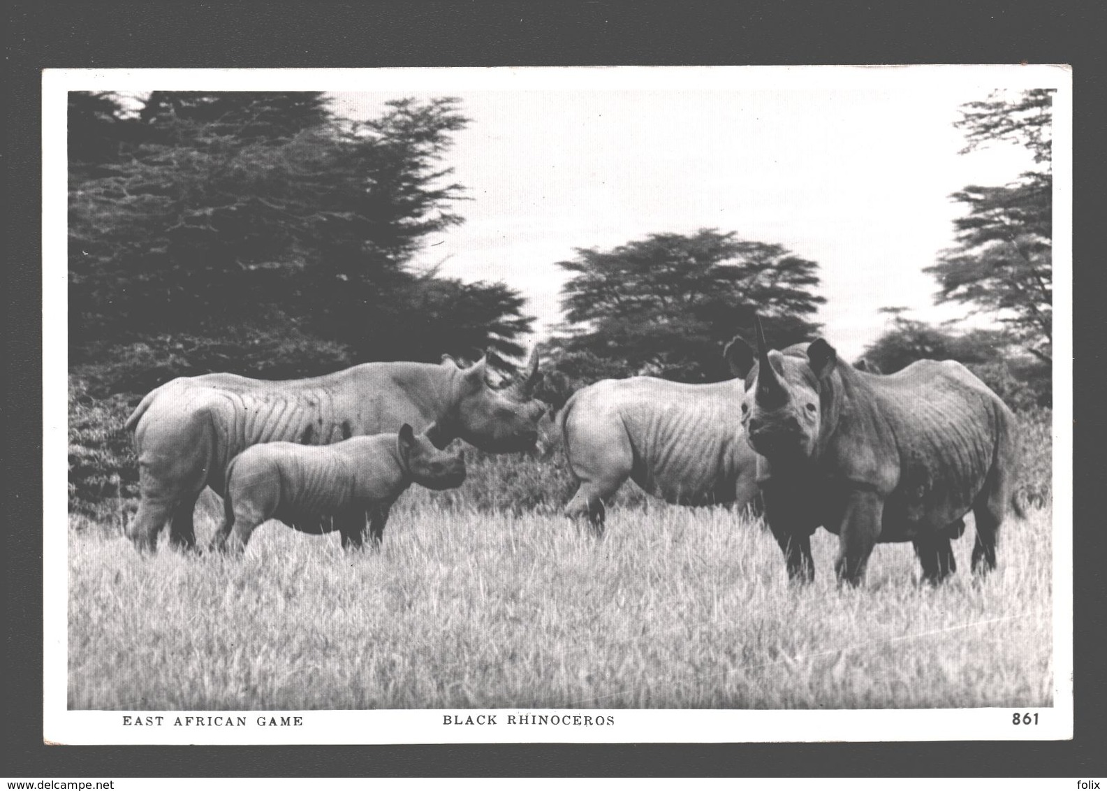 East African Game - Black Rhinoceros - Photo Card Pegas Studio - Nairobi - Rhinoceros