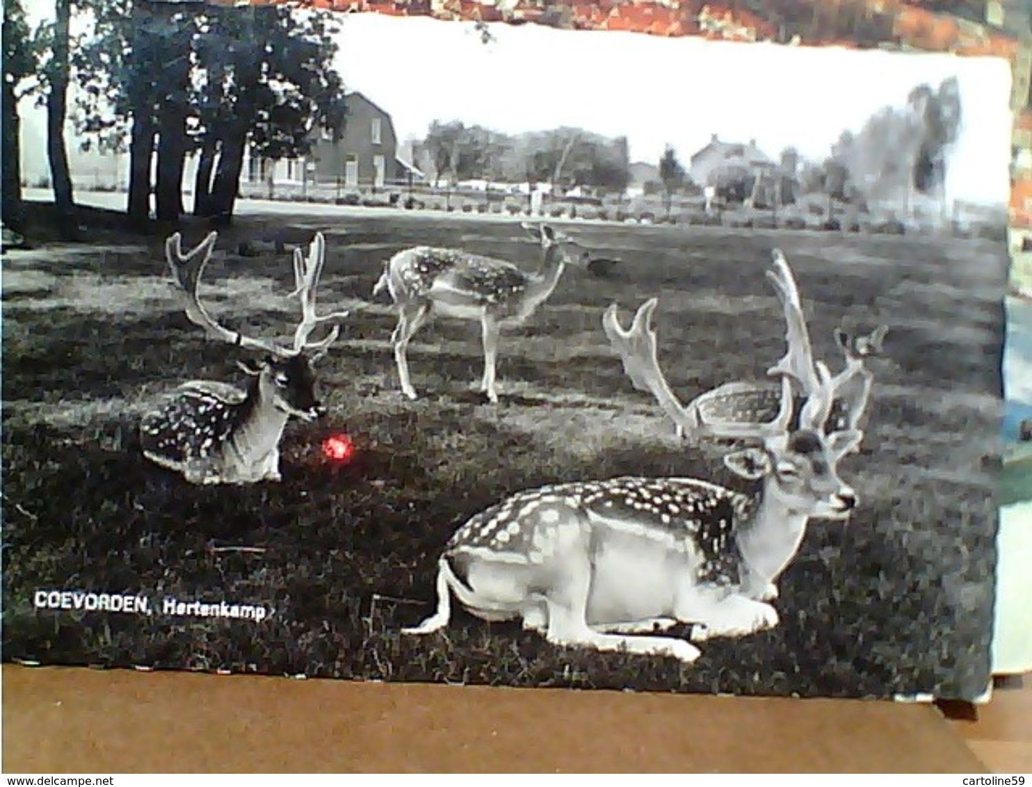 Holland - COEVORDEN HERTENKAMP DAINI  DAINO  ZOO VB1965 GN21140 - Coevorden