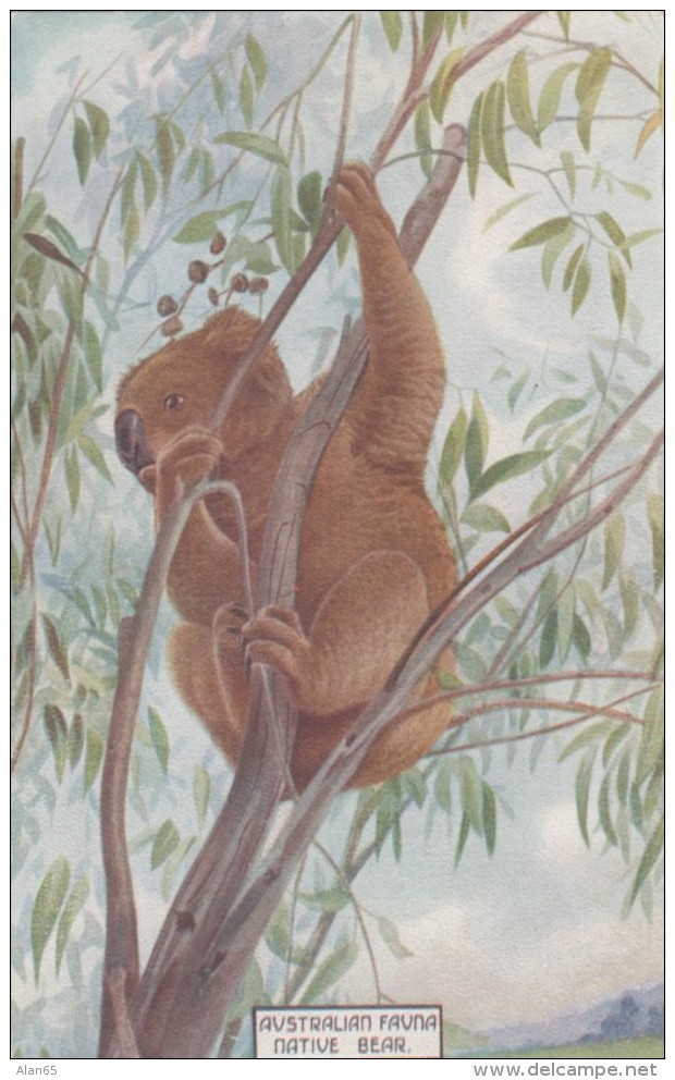 Australia Flora &amp; Fauna Series, Natvie Bear Koala In Tree, C1900s Vintage Postcard - Other & Unclassified