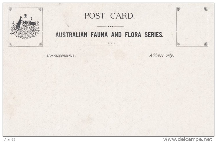 Australia Flora &amp; Fauna Series, Natvie Bear Koala In Tree, C1900s Vintage Postcard - Other & Unclassified