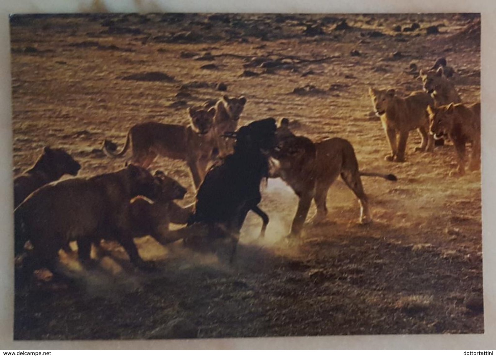 LIONS WITH A KILL - Kenya - African Wildlife NV - Leoni