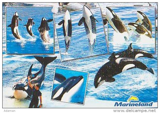 Animal Marin        H88        Marineland - Altri & Non Classificati