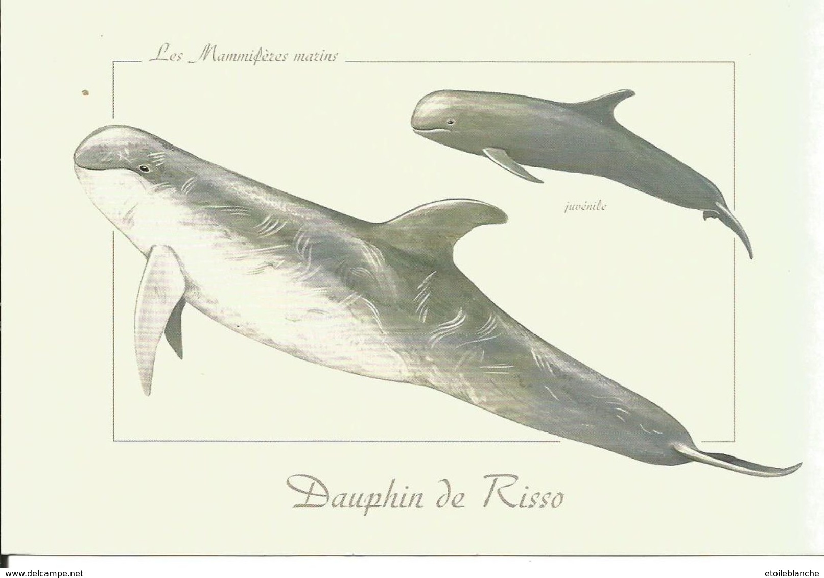 Carte Illustrée, DAUPHIN De Risso - Mammifère Marin - Dessin Pascal Robin - Dolphins