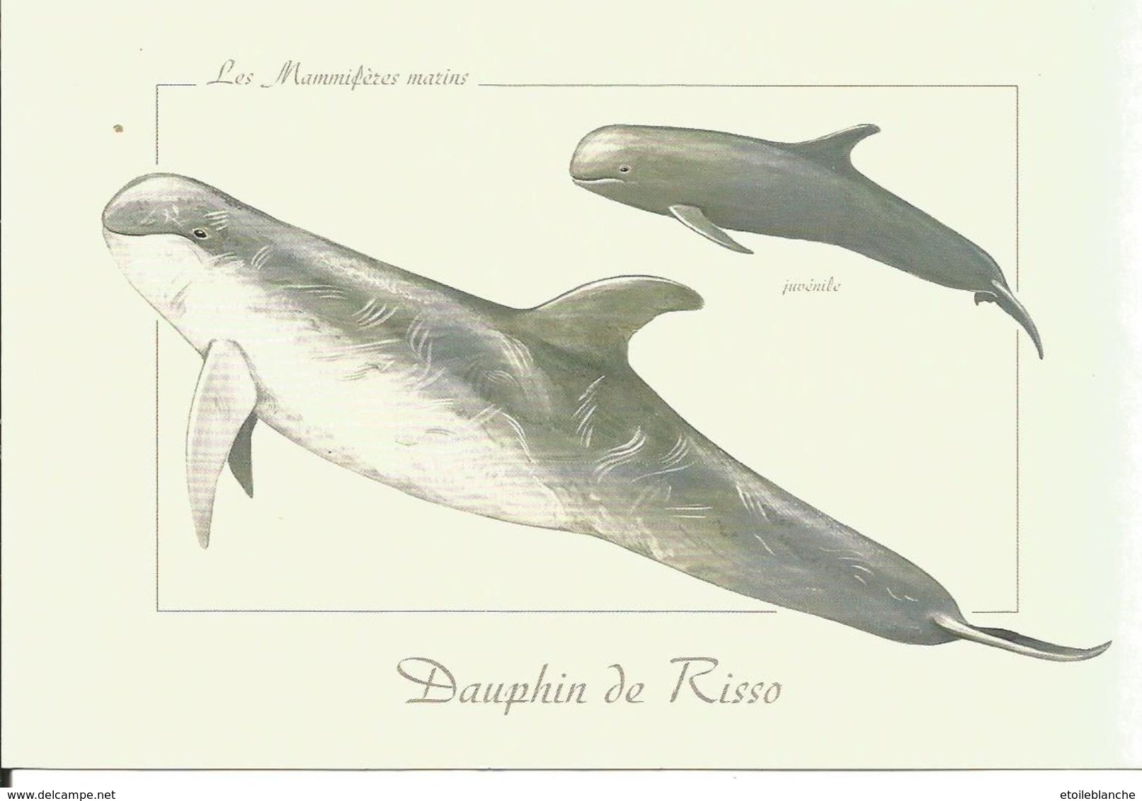 Carte Illustrée, DAUPHIN De Risso - Mammifère Marin - Dessin Pascal Robin - Delphine