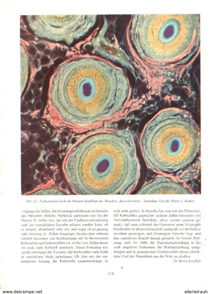 Fluoreszenzmikroskop Und Biologie / Artikel,entnommen Aus Zeitschrift /1950 - Colis