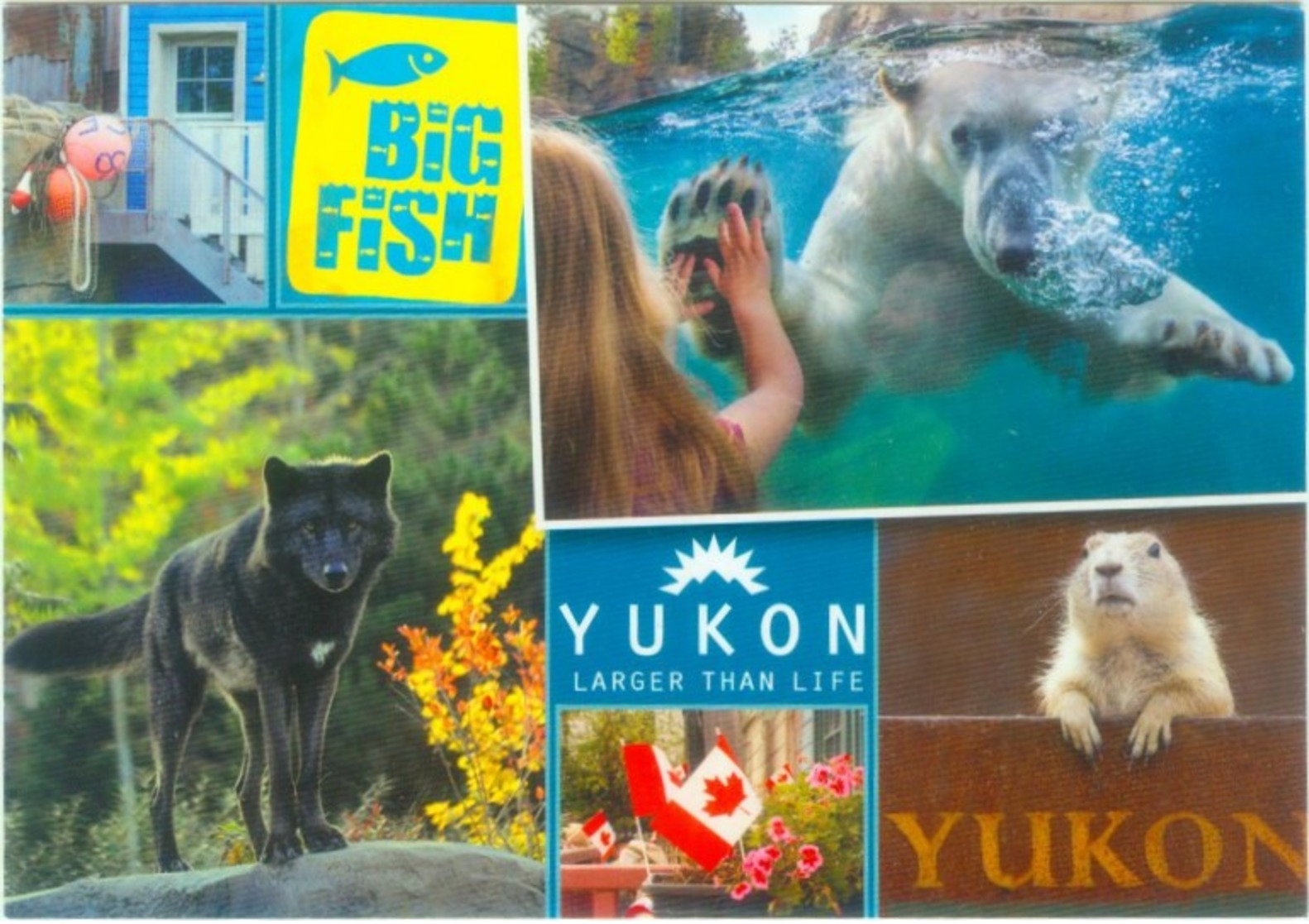 Tiere Am Yukon - Eisbär, Wolf, Murmeltier - Sonstige & Ohne Zuordnung