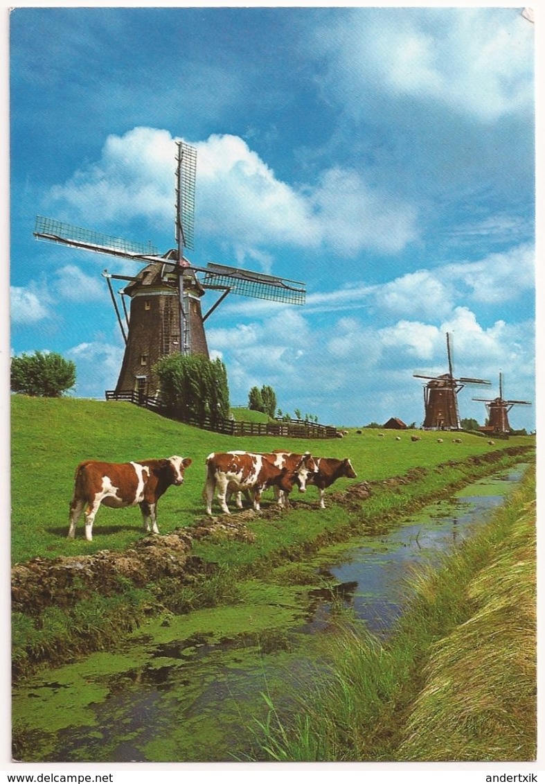 Postal - Holanda LEIDSCHENDAM - MOLINOS - Leidschendam