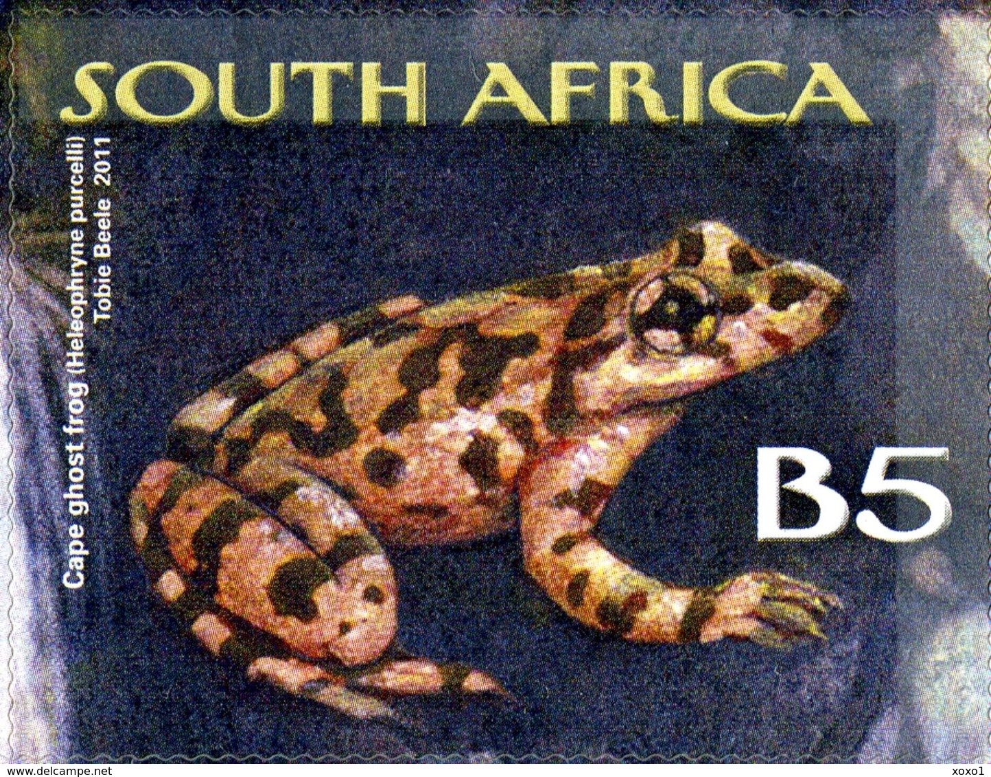 South Africa Südafrika 2011 Cape Protected Region ANIMALS BIRDS FROGS 10 V     MNH** - Sonstige & Ohne Zuordnung