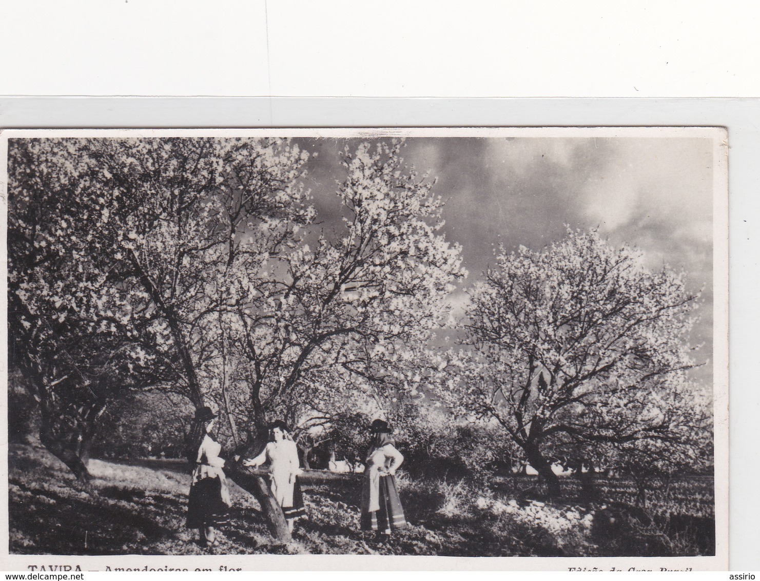 Portugal -Tavira  Amendoeiras Em Flor Circulou Para Golegã Em18-05 -1958 - Faro