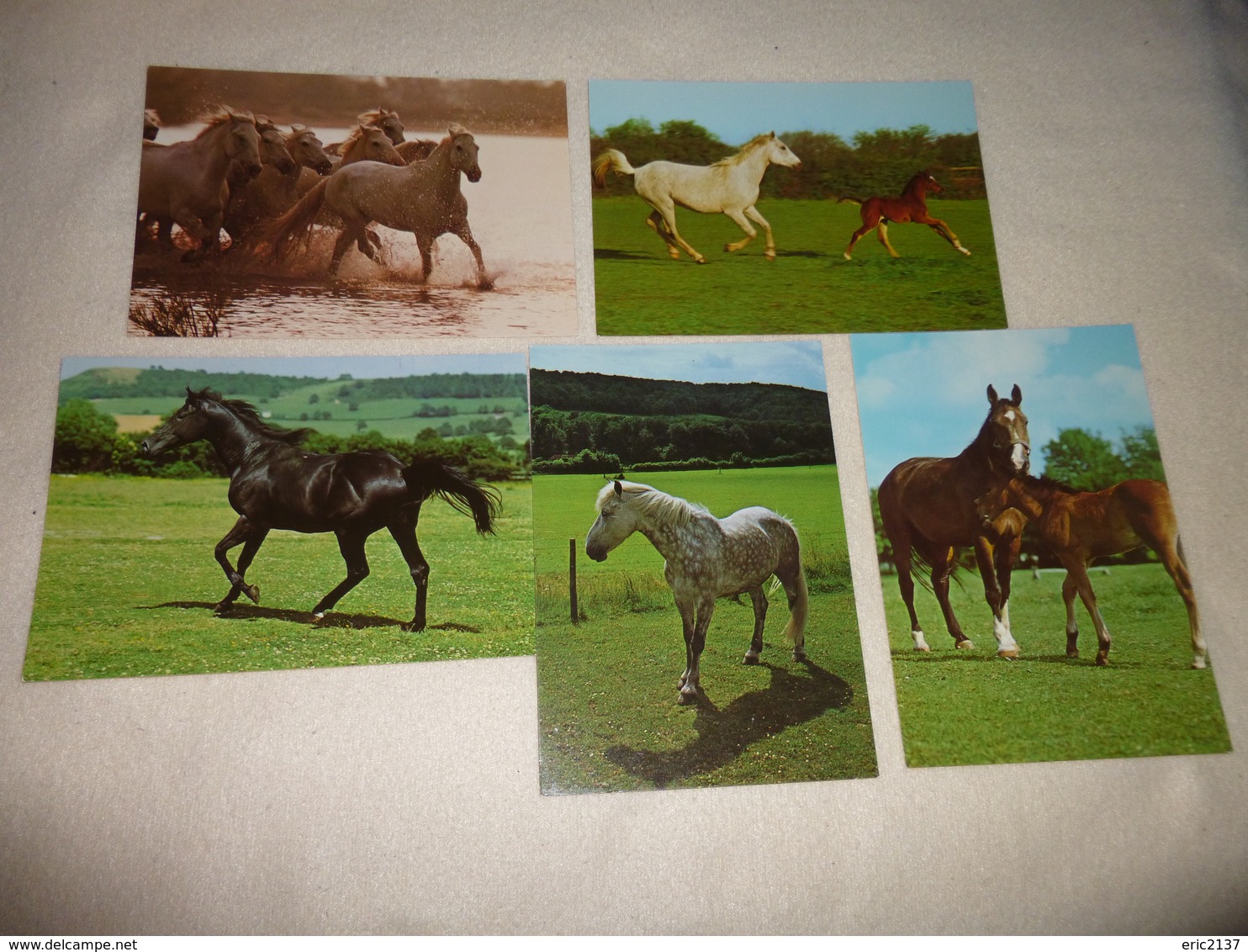 LOT DE 5 CARTES BEAUX CHEVAUX ....CHEVAL - 5 - 99 Cartoline