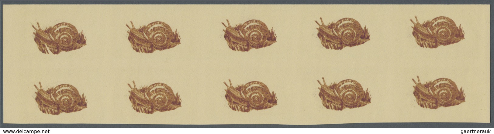 (*) Thematik: Tiere-Meerestiere-Muscheln / Animals-sea Animals-shells: 1963, Dubai, 25np. "Vivipara Fasc - Coneshells