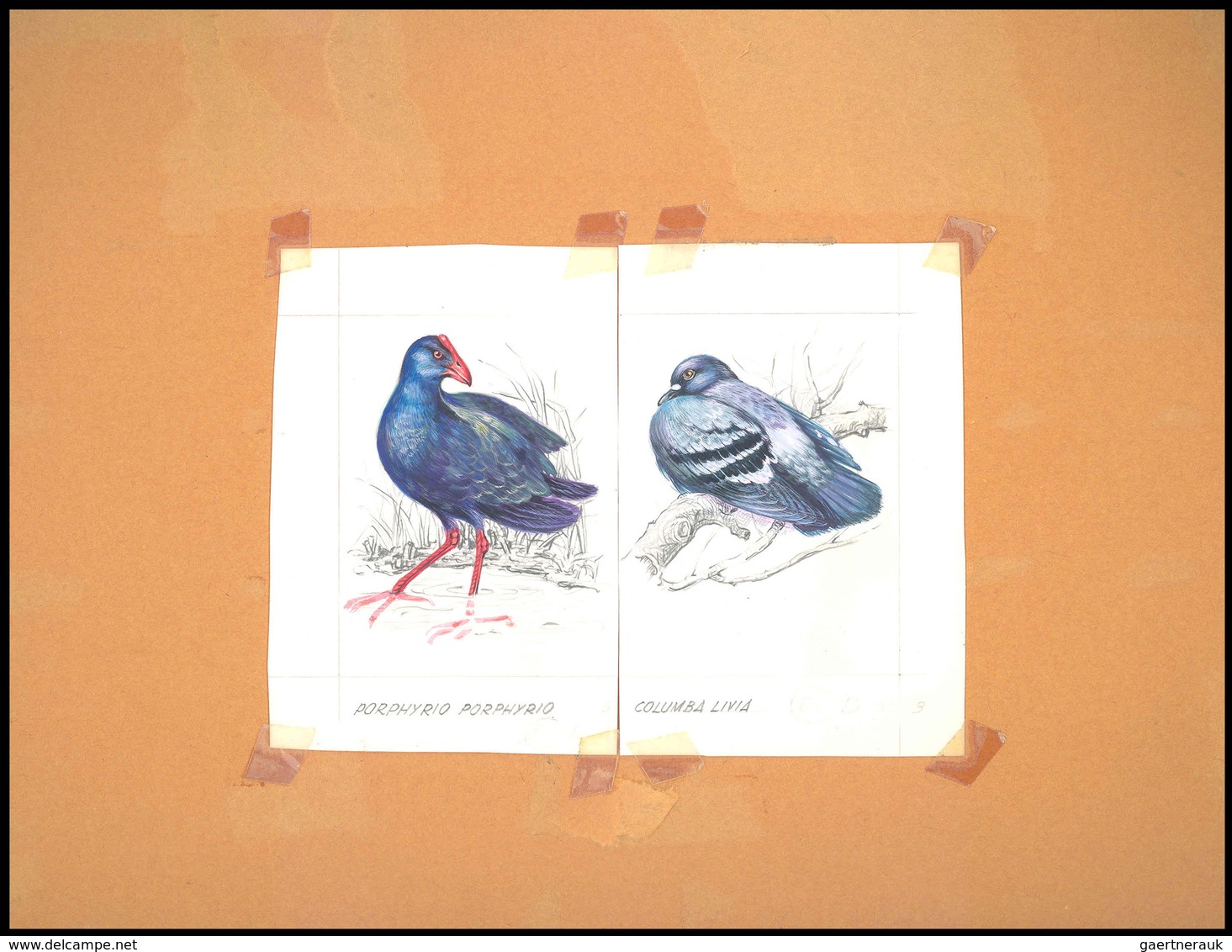 Thematik: Tiere-Vögel / Animals-birds: 1981, Aitutaki: BIRDS, Accepted Drawing "Purpurralle (Porphyr - Other & Unclassified