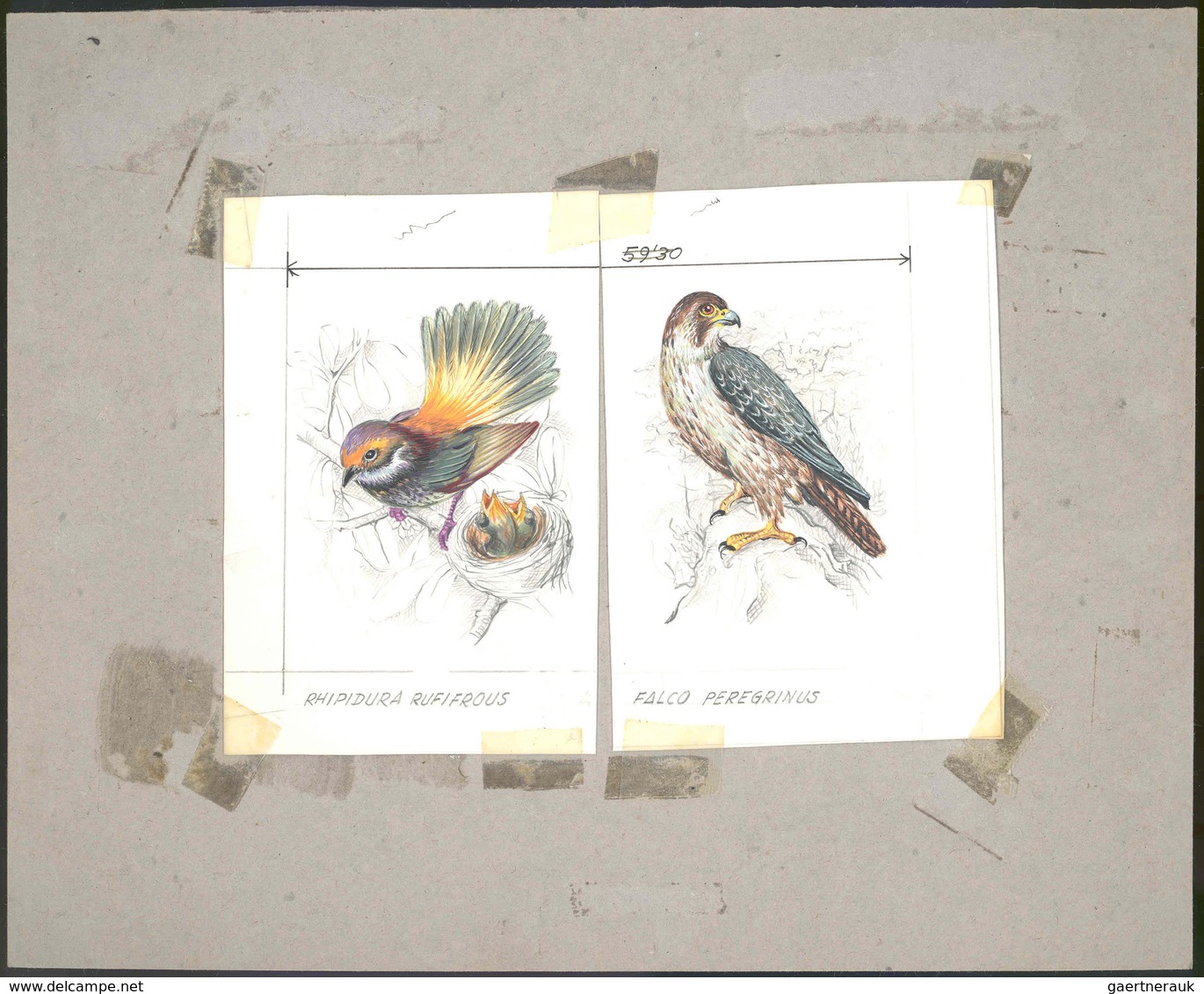 Thematik: Tiere-Vögel / Animals-birds: 1981, Aitutaki: BIRDS, Accepted Drawing "Rotstirfächerschwanz - Autres & Non Classés