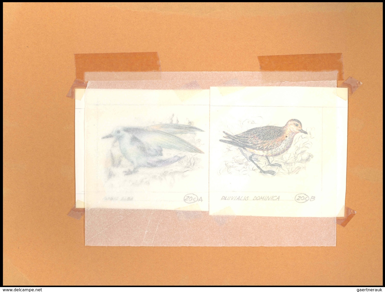Thematik: Tiere-Vögel / Animals-birds: 1981, Aitutaki: BIRDS, Accepted Drawing "Kleiner Goldregenpfe - Andere & Zonder Classificatie