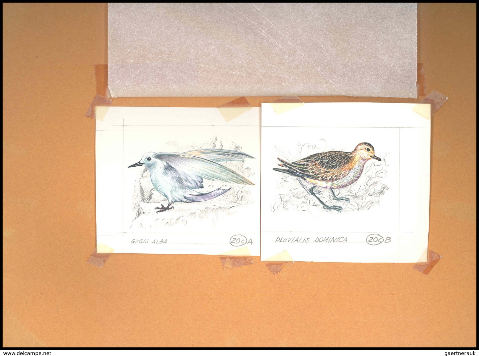 Thematik: Tiere-Vögel / Animals-birds: 1981, Aitutaki: BIRDS, Accepted Drawing "Kleiner Goldregenpfe - Autres & Non Classés