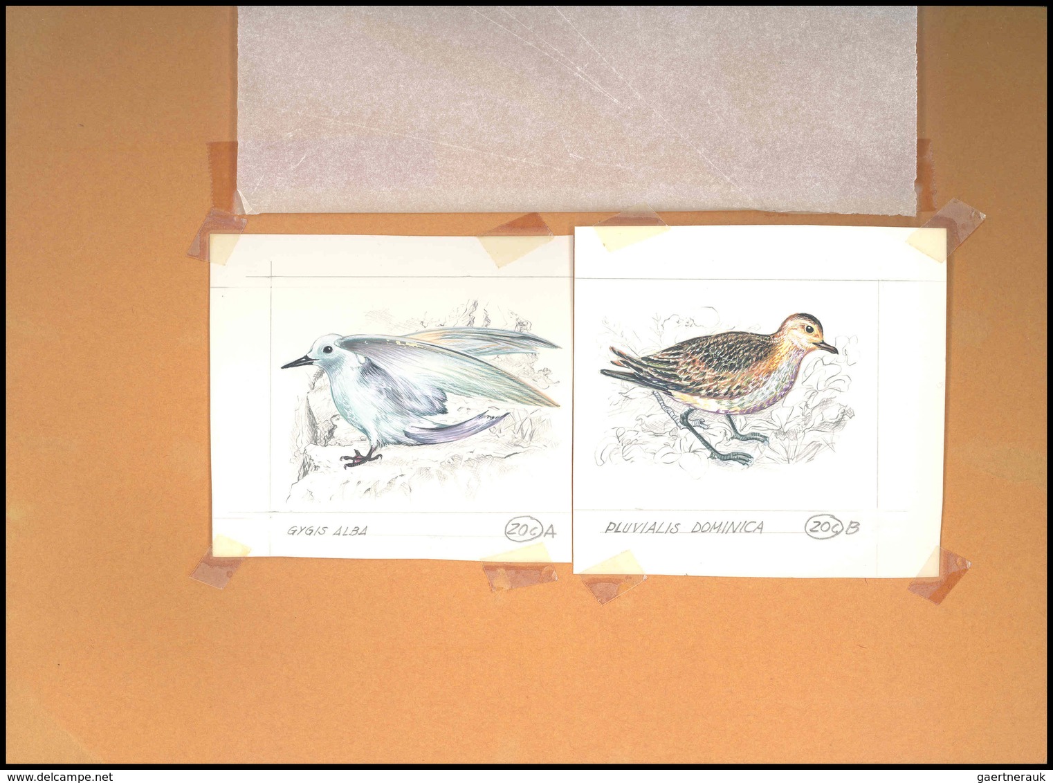 Thematik: Tiere-Vögel / Animals-birds: 1981, Aitutaki: BIRDS, Accepted Drawing "Kleiner Goldregenpfe - Andere & Zonder Classificatie