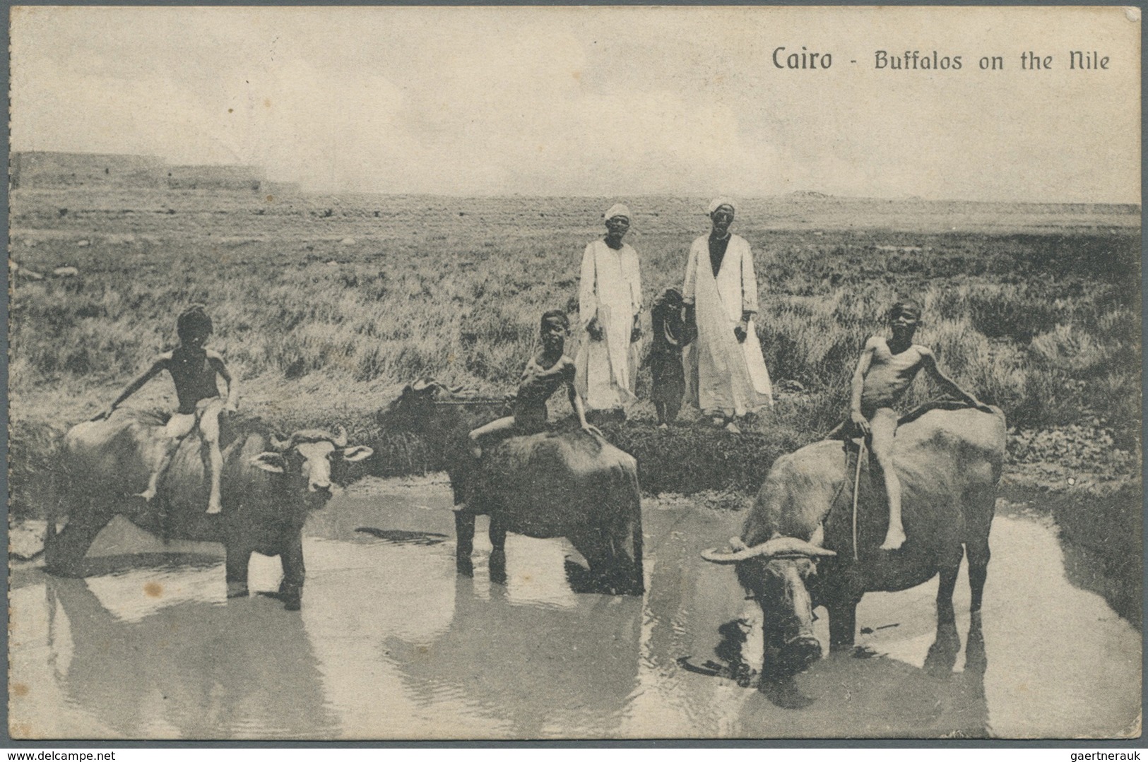 Br Australien - Besonderheiten: 1915 – Allied Forces: Stampless Picture Post Card Of 'Buffalos On The N - Autres & Non Classés