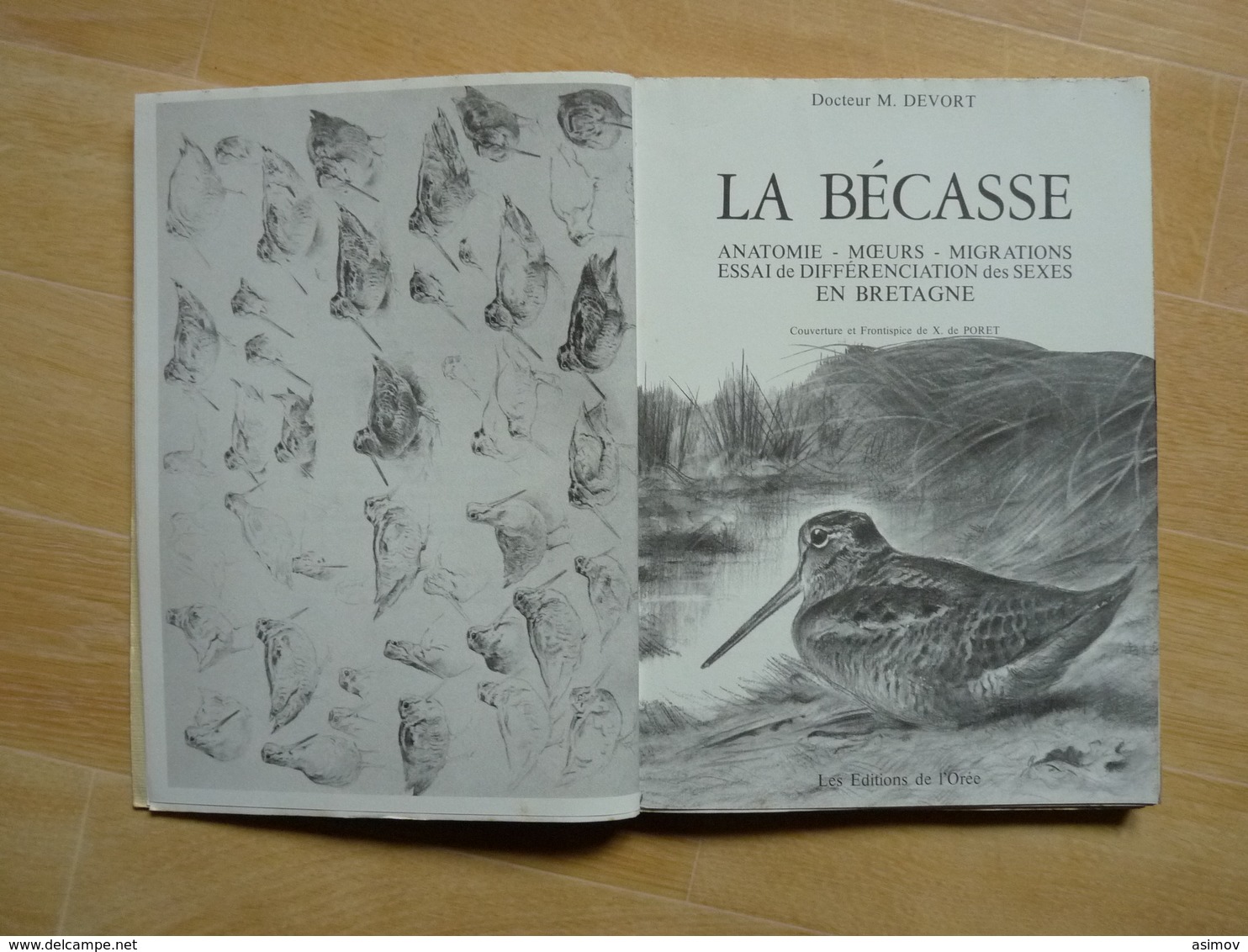 La Bécasse Anatomie Moeurs Migrations Différenciation En Bretagne Par Devort 1977  (D) - Bretagne