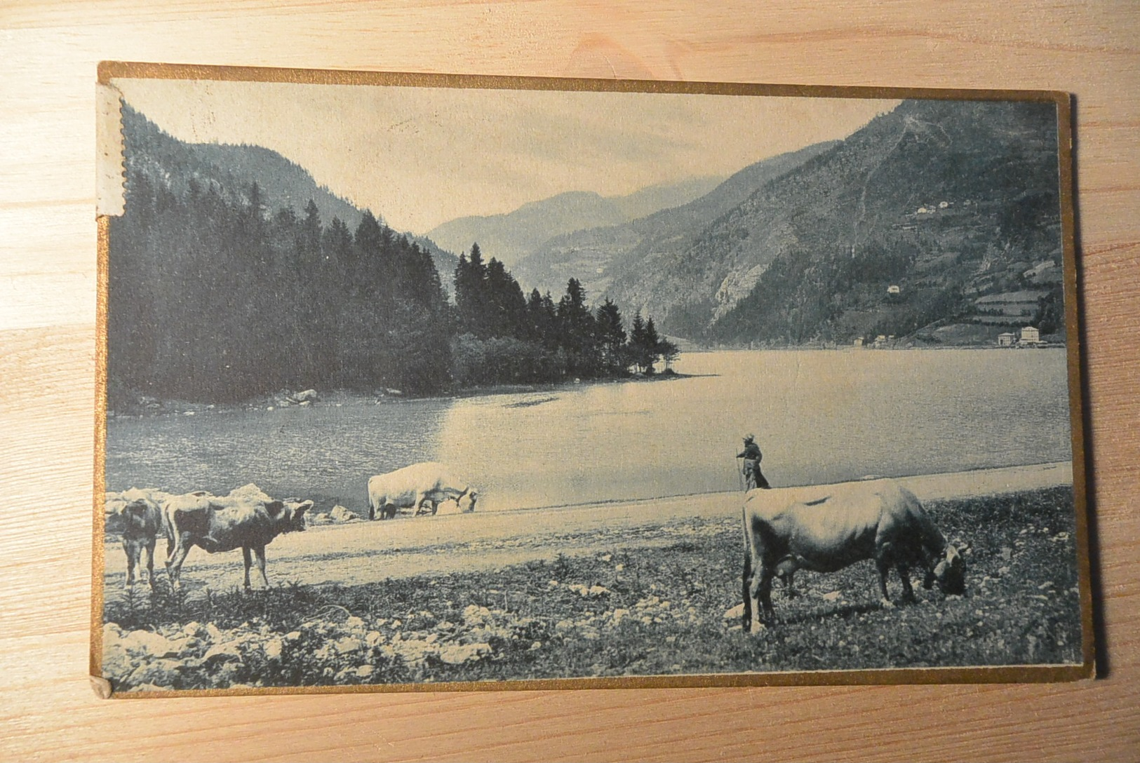 Pascolo In Riva Al Lago 1916 - Pasture By The Lake   -1825- - Cows