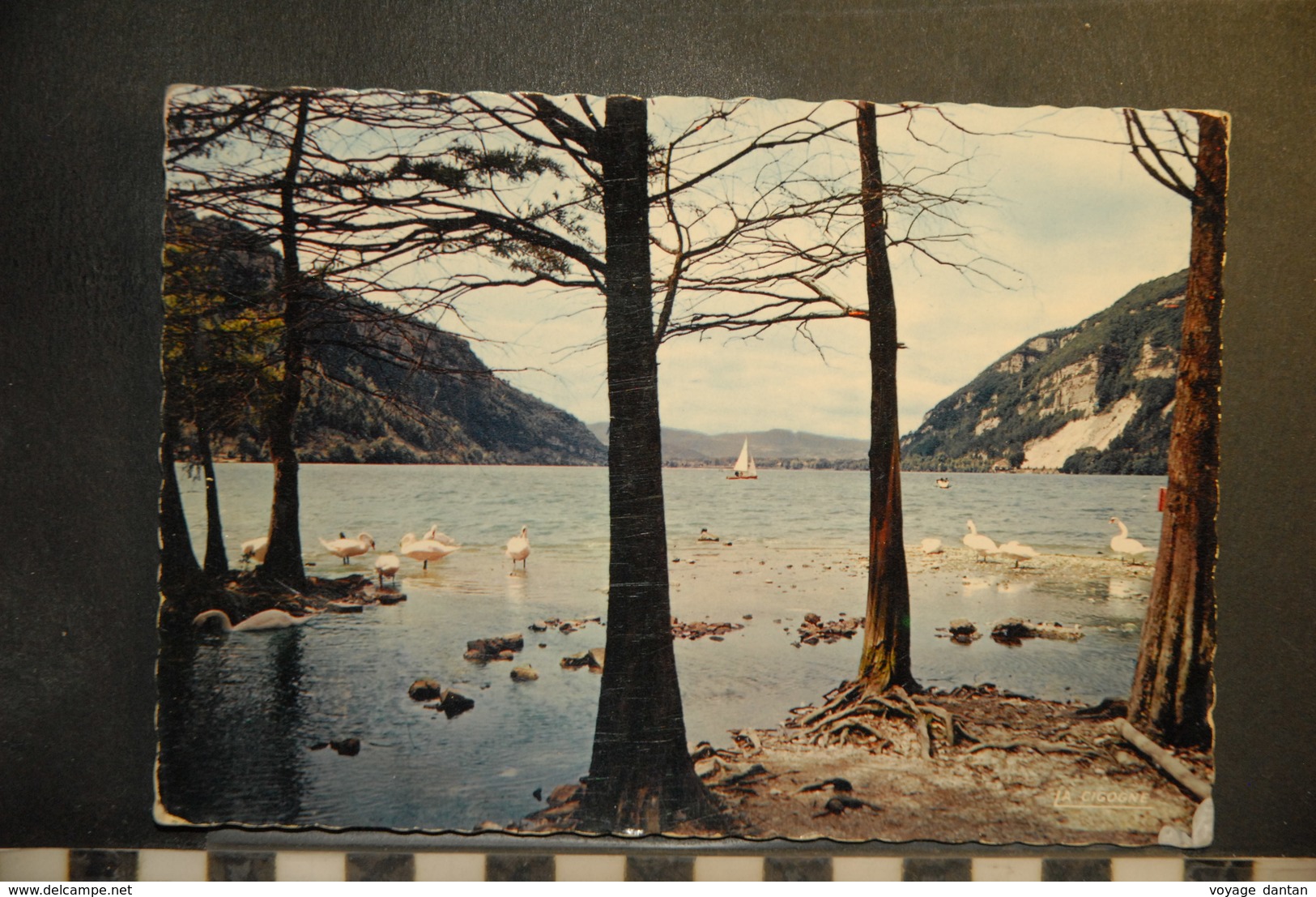 Cp, 01, NANTUA, Les Cygnes Du Lac - Nantua