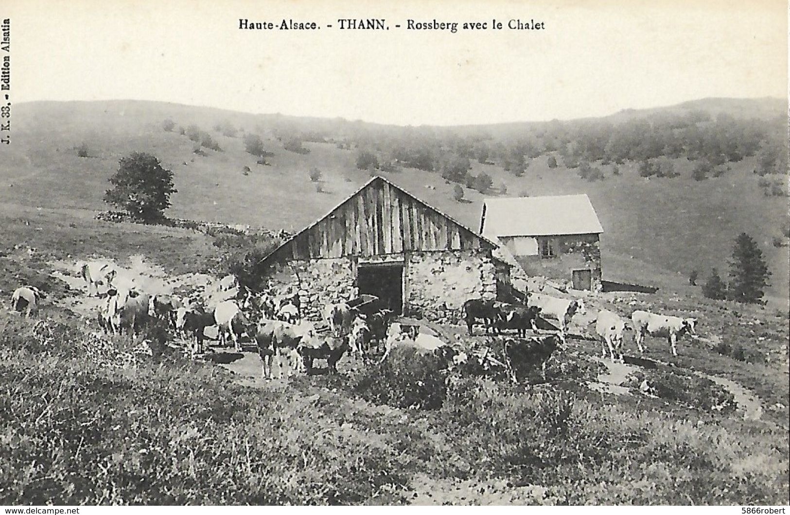 CARTE POSTALE ORIGINALE ANCIENNE : THANN LE ROSSBERG AVEC LE CHALET VACHES ANIMEE HAUT RHIN (68) - Viehzucht