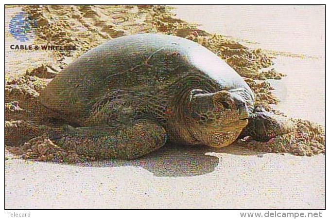 Télécarte * ASCENSION ISLAND * TURTLE *  (2272)  PHONECARD  * TORTUE *  TELEFONKARTE * SCHILDKRÖTE - Turtles