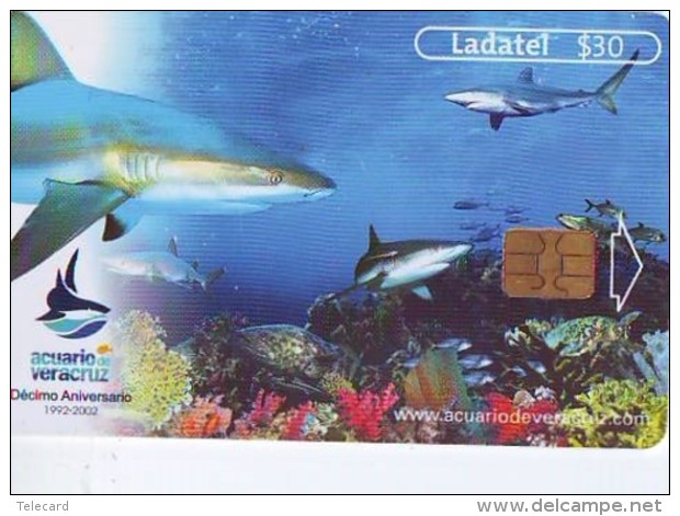 Télécarte à Puce MEXICO -  SHARK (2291) TORTUE - TURTLE Chip Phonecard - SCHILDKRÖTE * TELEFONKARTE - Turtles