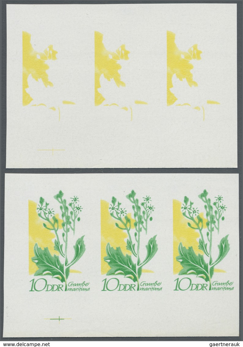 ** DDR: 1970, Geschützte Heimische Pflanzen 10 Pf. 'Seekohl (Crambe Maritima)' In 4 Verschiedenen Ungez - Altri & Non Classificati
