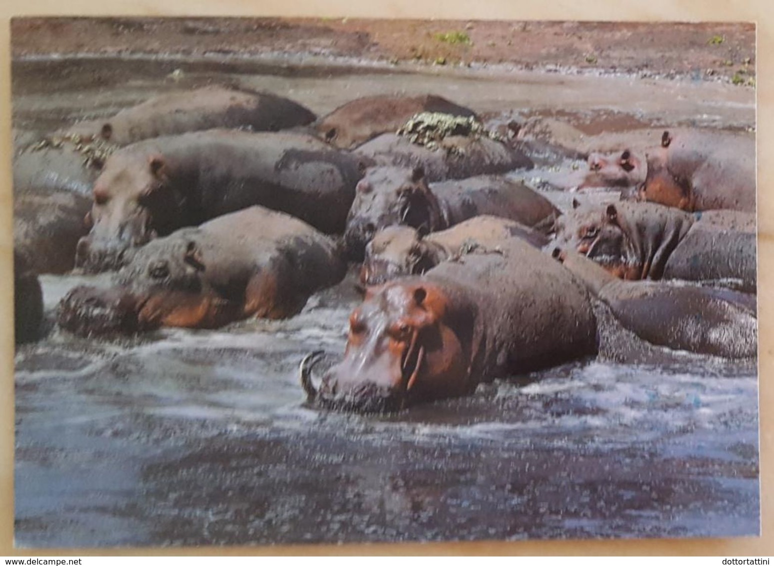 CAMEROUN - HIPPO - Ippopotamo Del Camerun - Hippopotamus Flusspferd Hippopotame Nv - Ippopotami