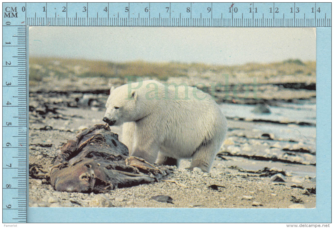 Ours, Bear - Ours Blanc Polaire, Bear Dining On Whale Hudson Bay Coast  Canada - Photo By L. W. Anderson - Ours